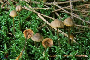 Goudrandmycena Mycena aurantiomarginata